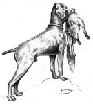 Sperlingshund 135x150